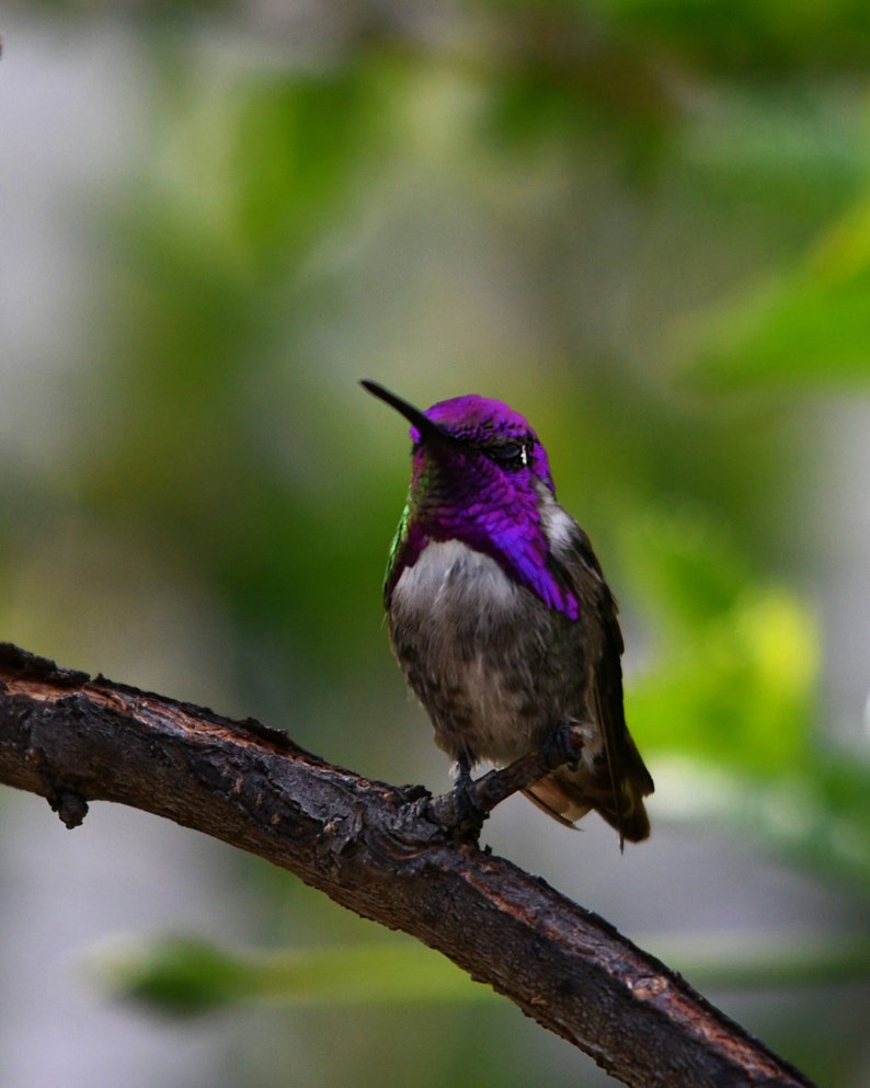 Costa's Hummingbird Photo, home decor, wall decor, cottage decor, humming bird, bird watcher's delight, lavender, purple, Costa's Hummer image 1