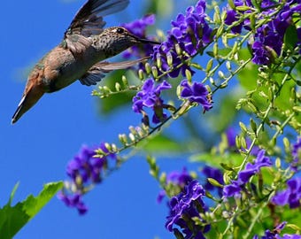 Puede incluir: Un pequeño colibrí de plumas iridiscentes marrones y verdes en pleno vuelo, con las alas extendidas, acercándose a un racimo de flores moradas vibrantes en un tallo verde contra un cielo azul claro y brillante en un día soleado.