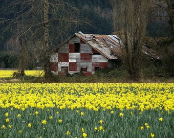 May include: A red and white barn with a rusty metal roof sits in a field of yellow daffodils.
