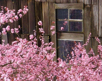 May include: A weathered wooden building with a window and a pink flowering tree in front of it.