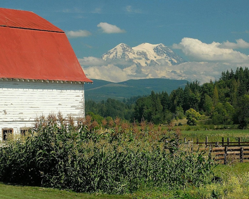 Barn Photo, Mt. Rainier from a farm, home decor, wall decor. Seattle Photo, Fine Art Photography, image 1