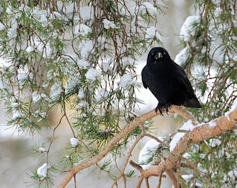 May include: A black crow perched on a snow-covered branch of a pine tree. The crow is looking directly at the camera with its dark eyes.