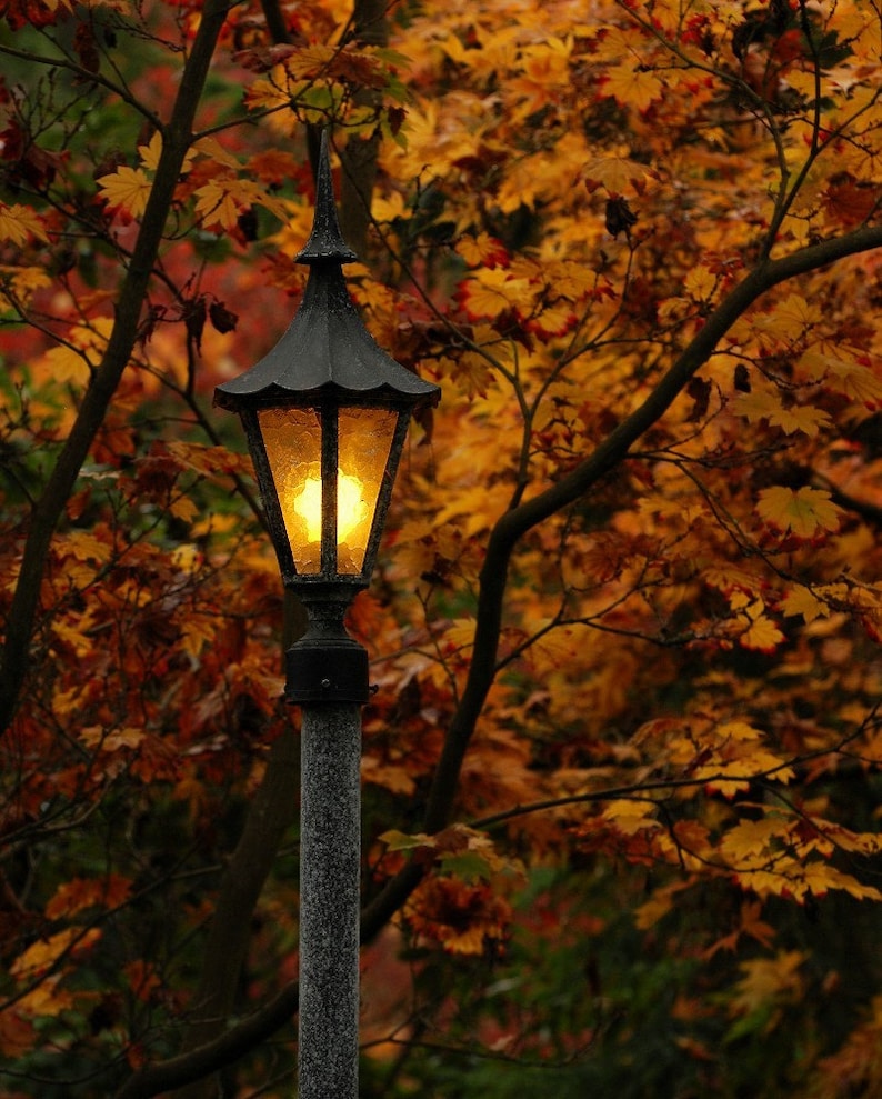 Lamp post Photo, Light in the autumn woods, light in the dark, wall decor, home decor, cottage decor, Seattle photo, Japanese Garden photo image 1