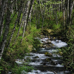 Forest late spring photograph, Seattle photo, creek in the woods, home decor, wall decor, cottage decor