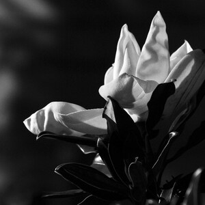 Magnolia in Black& White photo, wall decor, home decor, flower decor