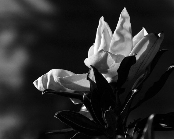 Magnolia En Blanco Y Negro Foto Decoracion De La Pared Etsy