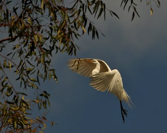 Egret Photo, Nesting egret, bird decor, home decor, wall decor, fine art photography, nature photography