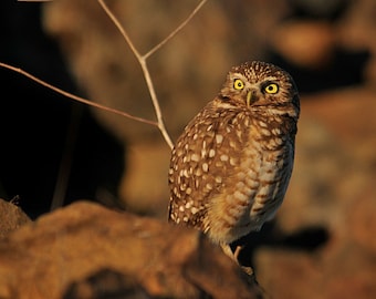 May include: A brown and white owl with yellow eyes perched on a rock. The owl has a speckled pattern on its feathers.