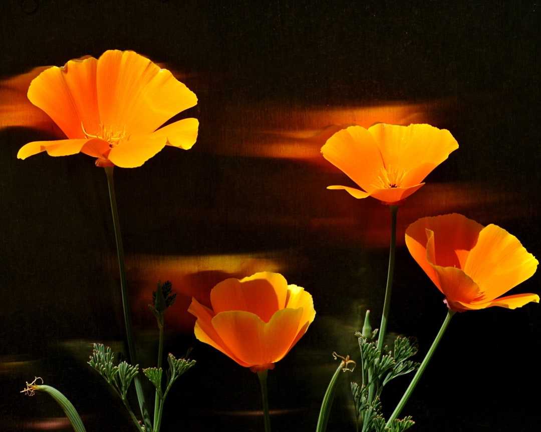 ポピー❤︎ Poppy Photograph Orange Flare Wall Decor Floral Art Striking