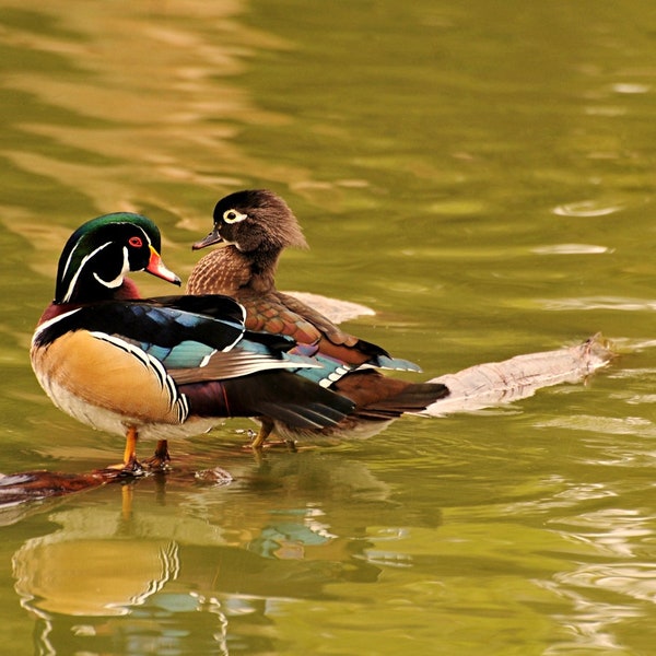 Wood duck photo, Mr. & Mrs Wood Duck in the Lake Photograph, home decor, wall decor, man cave decor, bird decor, nature photography