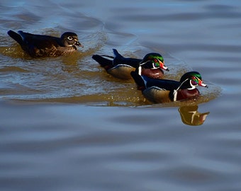 Wood duck photo, 2 male and 1 female Wood Ducks in the Lake Photograph, home decor, man cave decor, bird decor, nature photography
