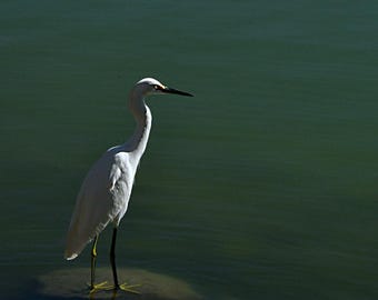 May include: A white egret stands on a rock in the water. The bird has a long, slender neck and a black beak. Its legs are black and yellow. The water is a dark green color, and the bird's reflection is visible.