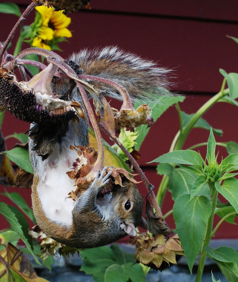 Sunflower Eating Squirrel Photo Humorous Photo Wall Decor Etsy