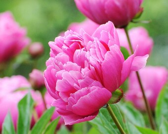 May include: Close-up of pink peonies in bloom with green leaves. The peonies are in full bloom and have a delicate, ruffled appearance.