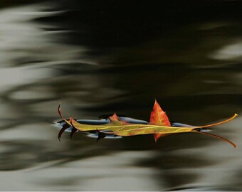 Floating Autumn Leaf photo,  Afloat.  Wall decor, home decor, Nature decor