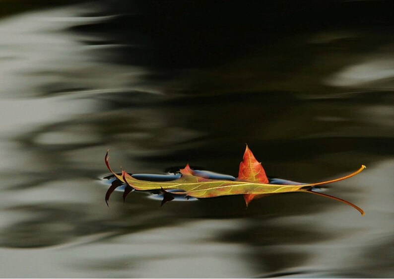 Floating Autumn Leaf photo, Afloat. Wall decor, home decor, Nature decor image 1