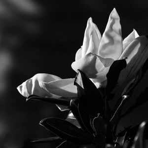 Magnolia in Black& White photo, wall decor, home decor, flower decor