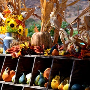May include: A wooden shelf with a variety of gourds, pumpkins, and fall foliage. The shelf is decorated with dried corn husks and a blue milk jug. The gourds and pumpkins are in various shades of orange, yellow, and green.