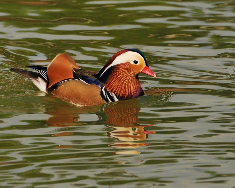 Mandarin Duck Makes an Appearance at the Lake Photograph, Wall Décor