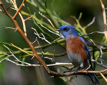 Western Bluebird Photo, Blue Bird Photo, Bluebird In Winter Photo, Home Decor, Fine Art Photography, Nature Photograph