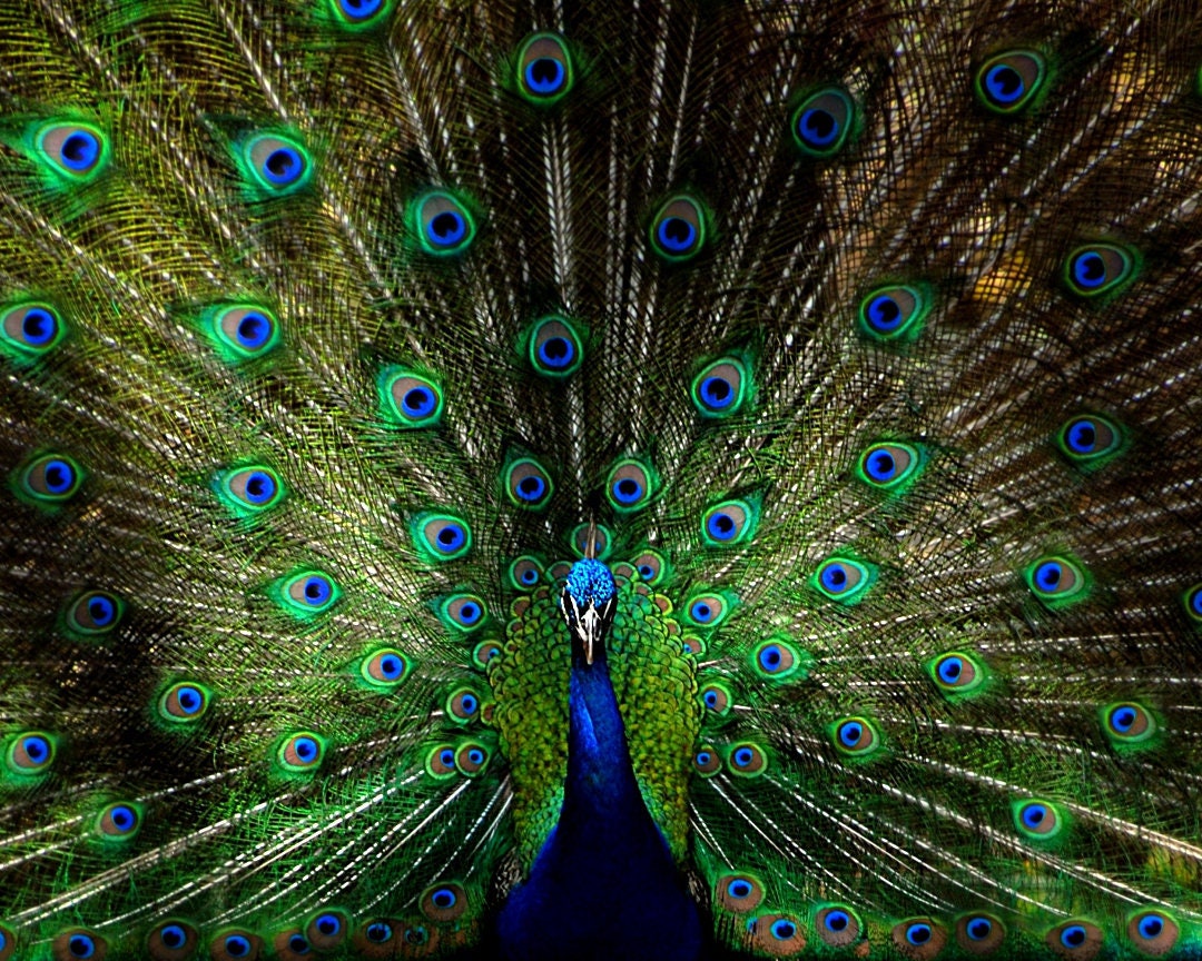 Peacock Photo, Close-up of a Peacock, Home Decor, Wall Decor, Photo Art,  Bird Photography, Kaleidoscope Photo, Peacock Blue, Colorful Photo - Etsy