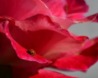 May include: A close-up of a bright pink rose with a small ladybug on one of the petals.