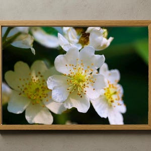 May include: A framed print featuring a close-up of white flowers with yellow centers. The flowers have multiple petals and are set against a dark green background. The frame is made of light-colored wood.