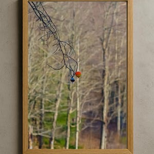 May include: A framed print featuring a natural scene. A tree branch with two small, colorful ornaments hangs in front of a blurred forest background. The ornaments are red and blue. The frame is made of light-colored wood.