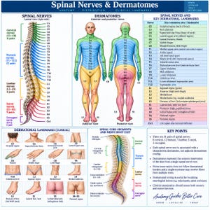 May include: An educational medical chart titled Spinal Nerves & Dermatomes featuring a color-coded diagram of the human spine, anterior and posterior body views, dermatomal landmarks, spinal cord segments, and a list of key clinical points.