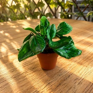 Op de afbeelding: Een kleine potplant met levendige, glanzende groene bladeren met een getextureerd, golvend oppervlak. De plant staat in een eenvoudige, terracotta-kleurige kleipot en heeft een realistische uitstraling met gedetailleerd en compact blad.