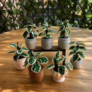 Può includere: Una collezione di sette piante in vaso in miniatura con foglie variegate verdi e bianche. Le piante sono alloggiate in vari piccoli contenitori, tra cui vasi grigi testurizzati, rosa lisci e marrone scuro su una superficie di legno.