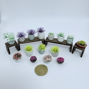Op de afbeelding: Miniatuur potplanten in diverse kleuren, waaronder groen, paars en roze, gerangschikt op kleine houten bankjes. Een gouden munt, waarschijnlijk een 20 eurocent munt, is aanwezig voor schaal. De planten staan in kleine, decoratieve potten.