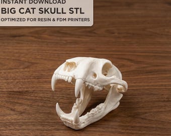 猫の頭蓋骨のレプリカ（博物館品質） - Etsy 日本