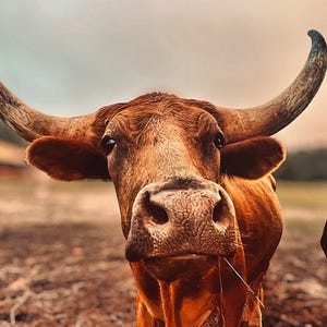 May include: Close-up of a brown cow with large, curved horns. The cow's face is the focal point, showcasing its textured snout and dark eyes. The background is blurred, with a hint of a field and sky.