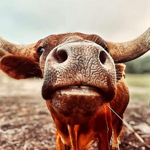 May include: Close-up of a brown cow's face with large, curved horns. The cow has a textured nose and is looking directly at the camera. The background is blurred, suggesting an outdoor setting.