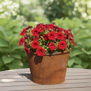 Puede incluir: Un cubo de metal oxidado lleno de vibrantes flores de petunia rojas. Las flores tienen centros oscuros y están en plena floración, creando un contraste llamativo con el cubo marrón envejecido. El arreglo está sobre una mesa de madera, con un fondo verde borroso.