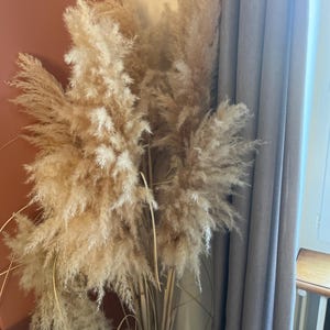 Puede incluir: Un gran arreglo de hierba de la pampa seca en un jarrón transparente. Las plumas beige y esponjosas crean una exhibición suave y texturizada. El jarrón se encuentra frente a una pared de color óxido y una cortina gris.