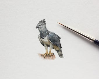 Águila arpía. Lámina artística a partir de una miniatura original en acuarela. Pequeña obra de arte.