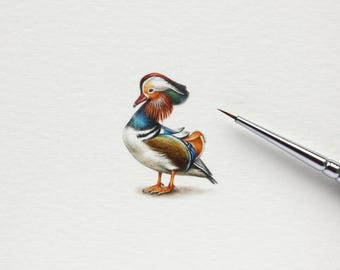 Pato Mandarín. Lámina artística a partir de una acuarela original en miniatura. Obra de arte en miniatura (10 x 10 cm)