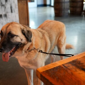 May include: A tan and black dog with a black leash stands near a wooden table. The dog has its tongue out. A blue clamp is attached to the table.