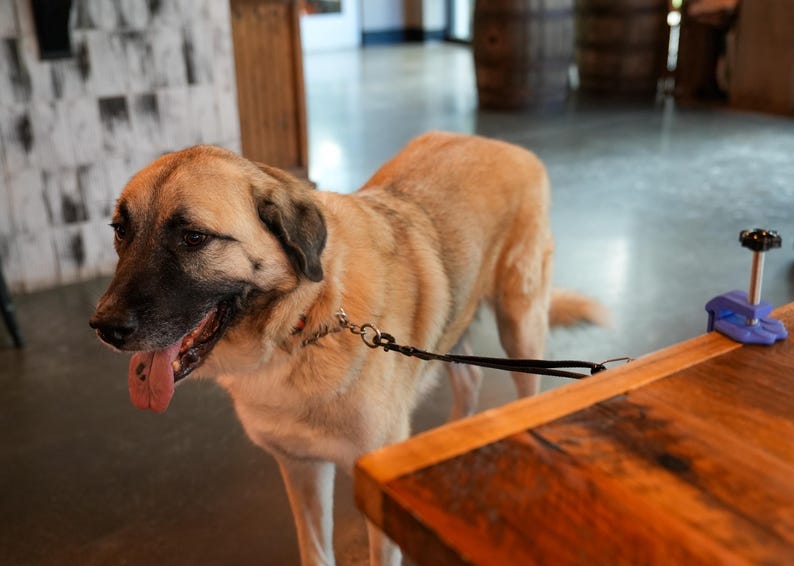 May include: A tan and black dog with a black leash stands near a wooden table. The dog has its tongue out. A blue clamp is attached to the table.