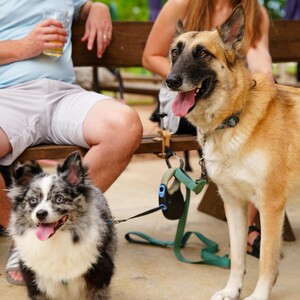 May include: Two dogs, a German Shepherd and a smaller dog with blue eyes and a spotted coat, are on leashes. They are outdoors, with people sitting on a wooden bench in the background. The dogs appear happy.
