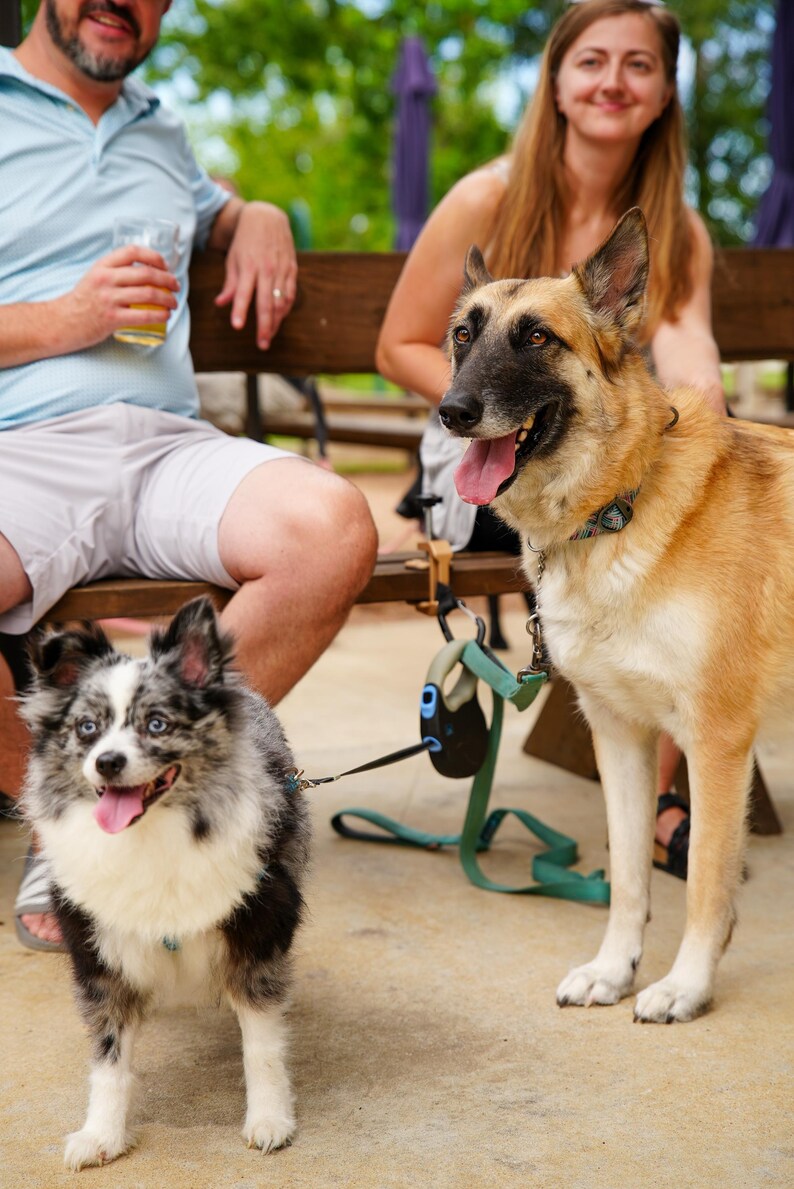 May include: Two dogs, a German Shepherd and a smaller dog with blue eyes and a spotted coat, are on leashes. They are outdoors, with people sitting on a wooden bench in the background. The dogs appear happy.