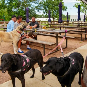 May include: Outdoor scene with people and dogs at a picnic table. Two black dogs with pink harnesses are in the foreground. A tan dog and people are at the table. Blue umbrellas are in the background.