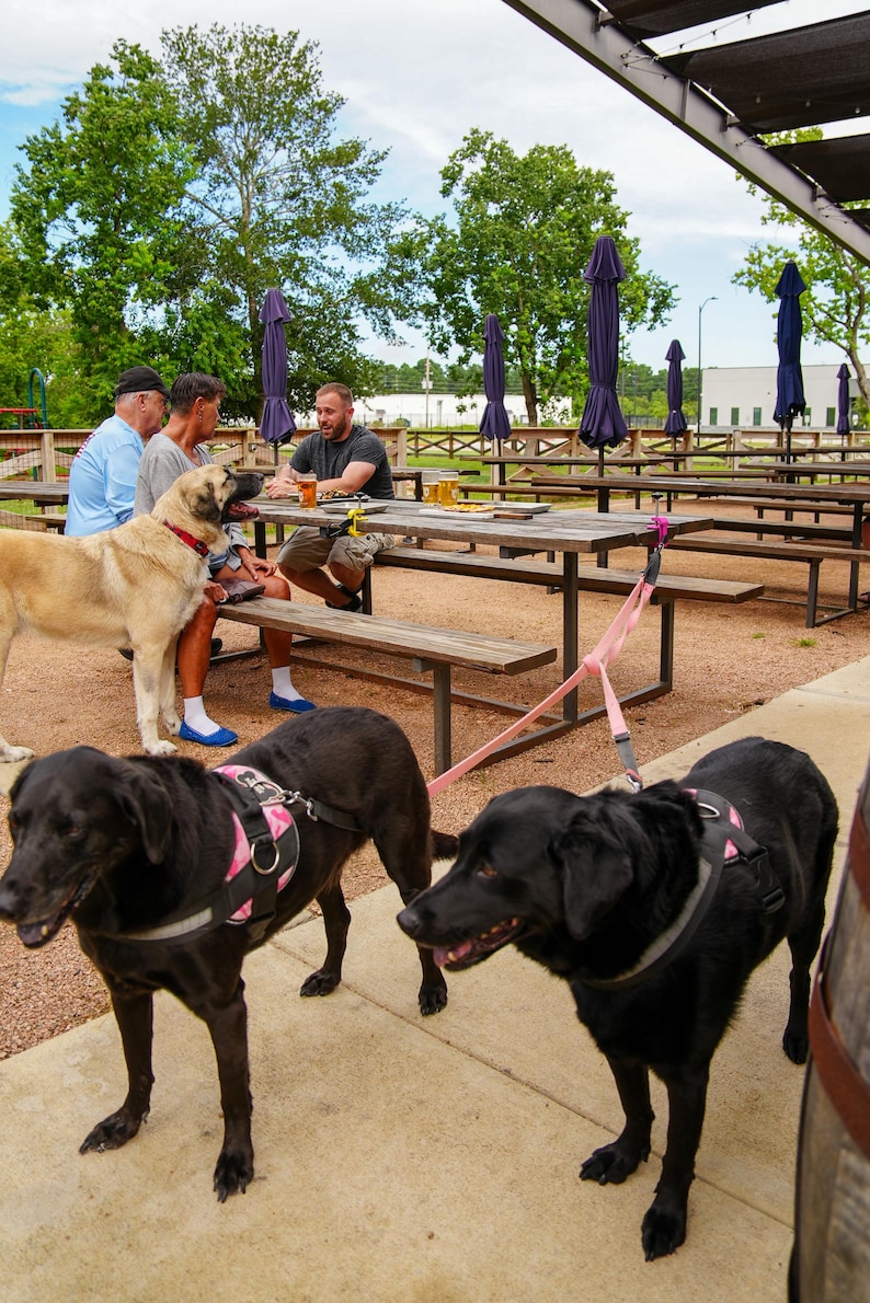 May include: Outdoor scene with people and dogs at a picnic table. Two black dogs with pink harnesses are in the foreground. A tan dog and people are at the table. Blue umbrellas are in the background.
