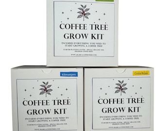Arabica Coffee Tree Grow Kit Flight – Colombian, Costa Rican, Kilimanjaro