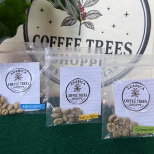 May include: Three clear plastic resealable bags containing raw green coffee beans. Each bag features a white label with the text Arabica Coffee Trees Shoppe Houston, Texas. Small coloured tags identify the beans as Kilimanjaro, Costa Rican, and Colombian.