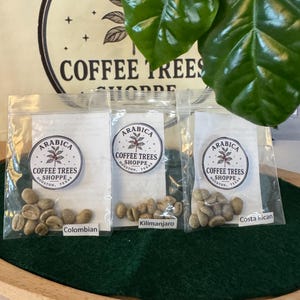 以下が含まれることがあります： 「Colombian」、「Kilimanjaro」、および「Costa Rican」とラベルされた、緑色のコーヒー豆が入った3つの小さな透明な袋。各バッグには、「Arabica Coffee Trees Shoppe Houston, Texas」というテキストの丸いステッカーが付いています。背景には看板と緑の葉が含まれています。
