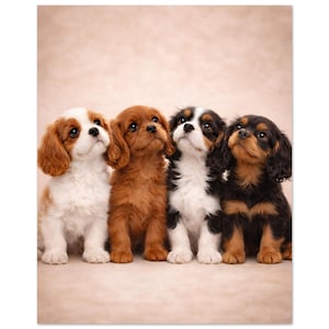 Op de afbeelding: Vier Cavalier King Charles Spaniel puppy's zitten op een rij. De eerste is wit en kastanjebruin, de tweede is effen kastanjebruin, de derde is driekleurig met wit, zwart en tan, en de vierde is zwart met tan. Ze hebben allemaal hangende oren.
