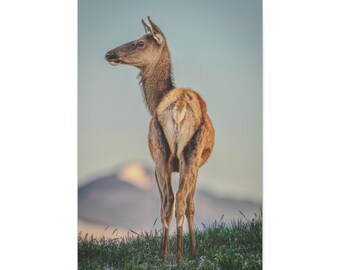 Tela fotografica di un alce / Quadro da parete teso, Scena di montagna con fauna selvatica